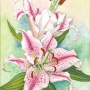 Oriental Lily, watercolour on paper, 19 by 27cm £15 clearance