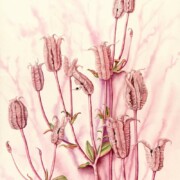 Columbine ,watercolour on paper, 31 by 41cm £195