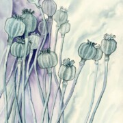 Opium Poppies, watercolour on paper, 31 by 41cm £195