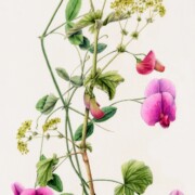 Everlasting pea and Alchemilla Mollis ( Lady’s Mantle) , watercolour on paper, 24.5 by 56.5cm SOLD