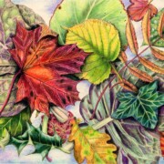 Montage of Autumn Leaves , coloured pencil on paper, 31 by 21.5cm £22 clearance
