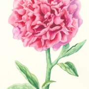 Peony, watercolour on paper, 12 by 18.5 cm SOLD
