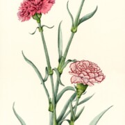 Stem carnations, watercolour on paper, 19.5 by 44cm SOLD