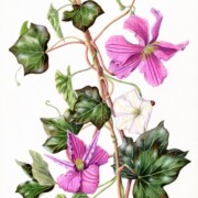 Climbing Clematis, Bindweed, and Ivy, watercolour on paper, life size to plants, SOLD