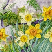 Daffodils and Drystone , watercolour on paper, 39.6 by 28cm £180