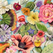 Montage of Summer Flower Heads ,coloured pencil on paper, 31 by 21.5cm SOLD