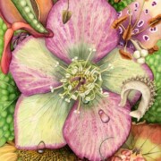 Fruits and Flowers, watercolour on paper, 40 by 57cm £195