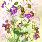 Honesty , watercolour on paper, 29.3 by 45.8cm, SOLD