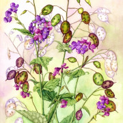 Honesty , watercolour on paper, 29.3 by 45.8cm, SOLD
