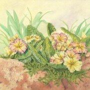 Primrose on Wall, watercolour on paper,29 by 24.7cm £95