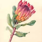 Protea species, watercolour on tinted paper, 18 by 26cm SOLD