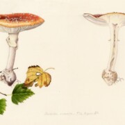 Fly Agaric, watercolour on paper, 29 by 17.5cm SOLD