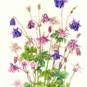 Aquilegia , watercolour on paper, 36 by 46cm £220
