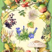 Autumn Collection, 3 of a series of 4, watercolour on paper, 27.5 by 35.5cm £150