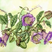 Cathedral Bell, Cobaea scandens, watercolour on paper, 38.4 by 27.8cm £220