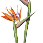Bird of Paradise flower (Strelitzia reginae), watercolour on paper, 31 by 57cm, SOLD