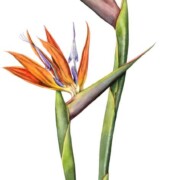 Bird of Paradise flower (Strelitzia reginae), watercolour on paper, 31 by 57cm, SOLD
