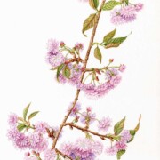 Flowering Cherry, watercolour on paper, 27.7 by 50cm £210