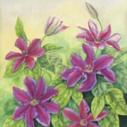 Clematis Mrs N. Thompson, watercolour on paper, watercolour, 36 by 41cm £260