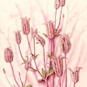 Columbine ,watercolour on paper, 31 by 41cm £195
