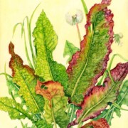 Dock and Dandelion , watercolour and acrylic ink on paper, 32 by 42.6cm SOLD