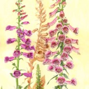 Foxgloves, watercolour on paper, 34.5 by 53cm £240