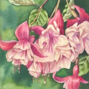 Fuchsia 'Snowburner' ,watercolour on paper, 21.2 by 21.2cm £60
