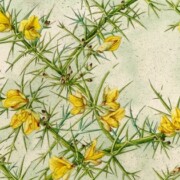 Gorse, surface pattern, watercolour on paper, 54 by 22cm £195