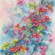 Hawthorn Berries, watercolour on paper, 20.3 by 25.4cm £160