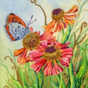 Helenium and Large Copper butterfly, watercolour and mixed media on paper, 17.8 by 22.8cm £120