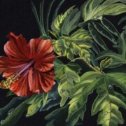 Hibiscus, acrylic and gouache on black card, 24.5 by 19cm £150