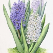 Hyacinths , watercolour on paper, 26 by 34cm £170