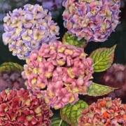 Autumn Hydrangeas, watercolour and acrylic ink on paper, 34 by 45.5cm £250