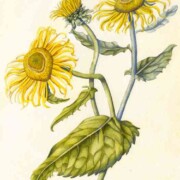 Inula, watercolour on paper, 21.5 by 28.5cm SOLD