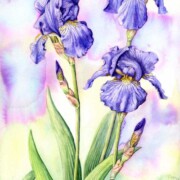 Bearded Iris, watercolour on paper, 31.3 by 53.4cm, SOLD