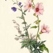 Lavatera and Monkshood, watercolour on paper, 27.5 by 43cm, SOLD