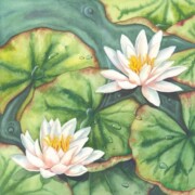 Water Lilies, watercolour on paper, 35.5 by 35.5cm £150