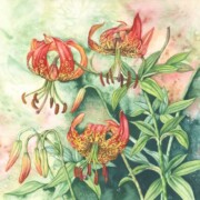 Panther Lily/Tiger Lily, watercolour on paper, 36 by 35cm £220