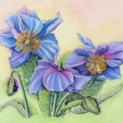 Himalayan Blue Poppy, Meconopsis, gouache on paper, 27 by 18.5cm SOLD