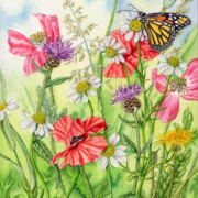 Monarch Butterfly and Wild Flowers, watercolour on paper, 17.8 by 22.8cm £95