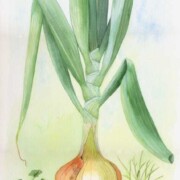 Onion plant, watercolour on paper, 23 by 50.5cm £90