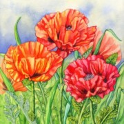 Oriental Poppies , mixed media on paper, 35.5 by 41cm £250