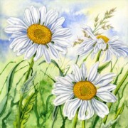 Ox-eye Daisies, watercolour on paper, 37.8 by 37.8cm £195