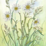 Ox-eye Daisies 2, watercolour on paper, 37.8 by 37.8cm, £95