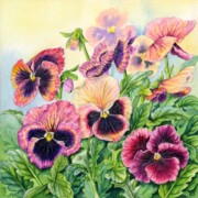 Victorian Pansies, watercolour on paper, 26.7 by 26.5cm £210