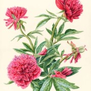 Peony, Paeonia officinalis, watercolour on paper, 33 by 43cm, £295