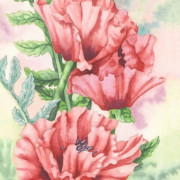 Oriental Poppy panel, watercolour on paper, 11.5 by 25cm £40