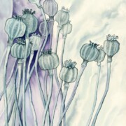 Opium Poppies, watercolour on paper, 31 by 41cm £195