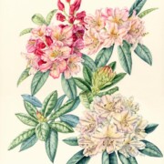 Rhododendron, Percy Wiseman, watercolour on paper, 33 by 43cm £295