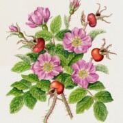 Shrub rose, Rosa rugosa, watercolour on paper, 21 by 25cm SOLD